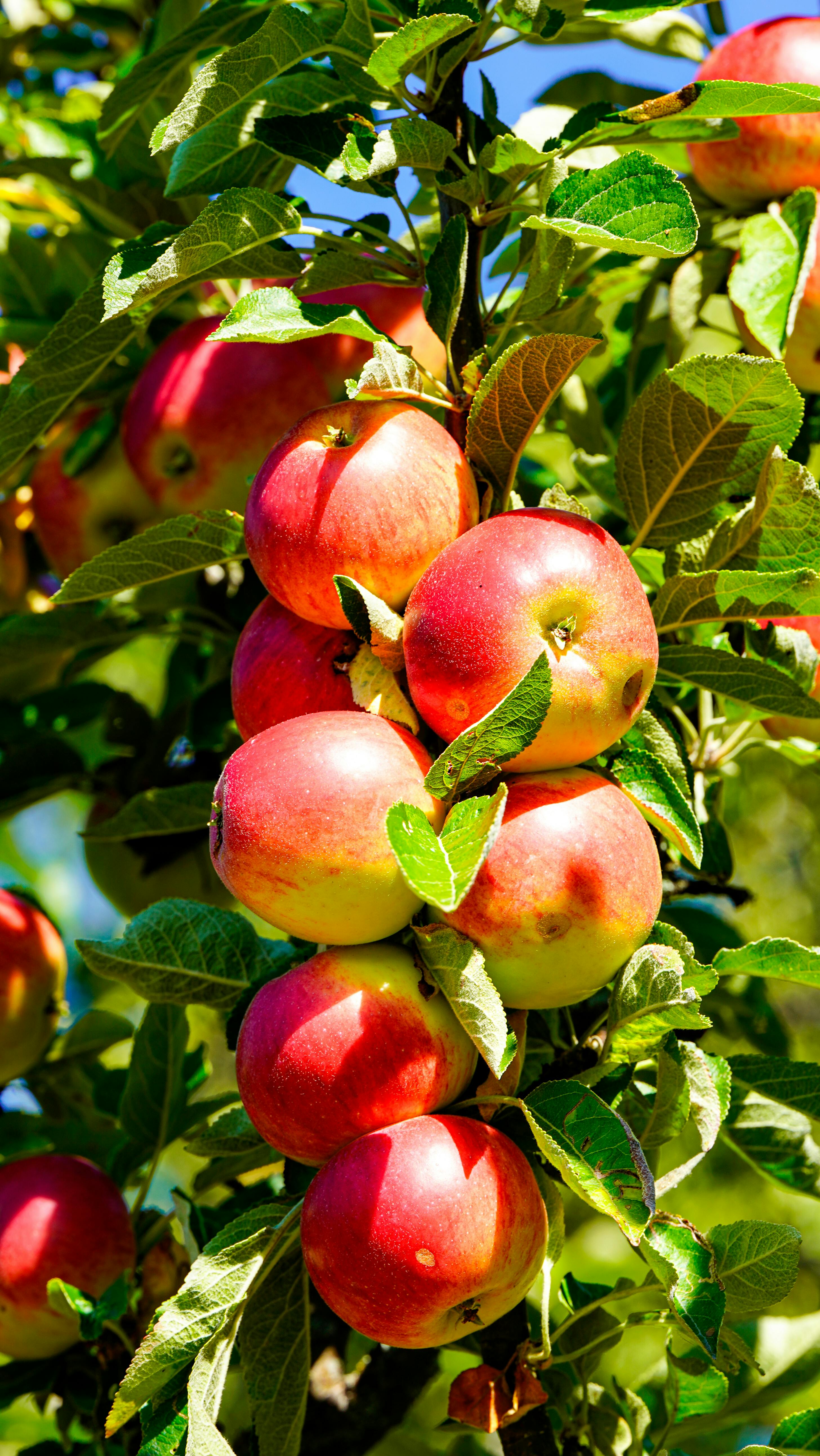 Orchard fruit on tree