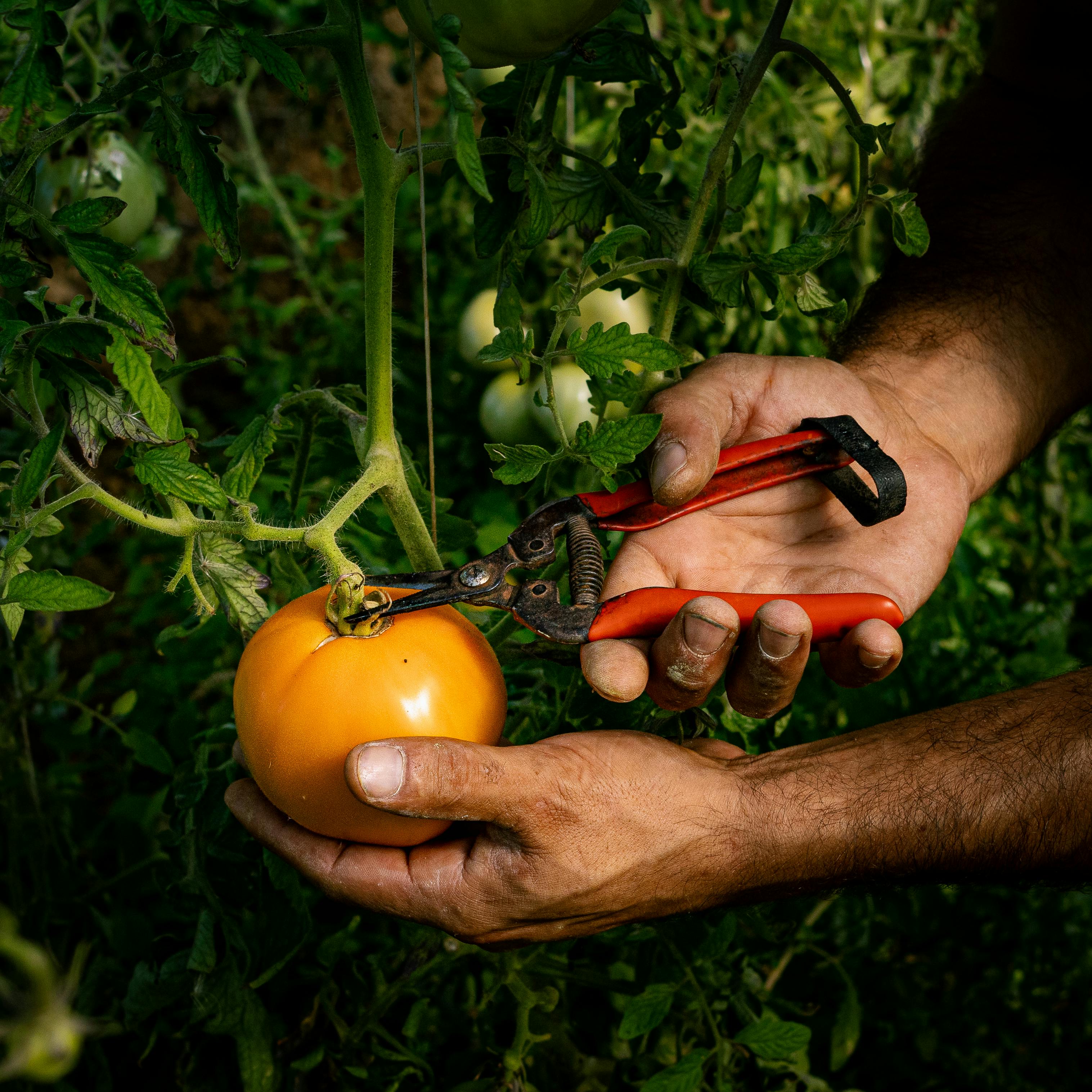 Farmer harvesting