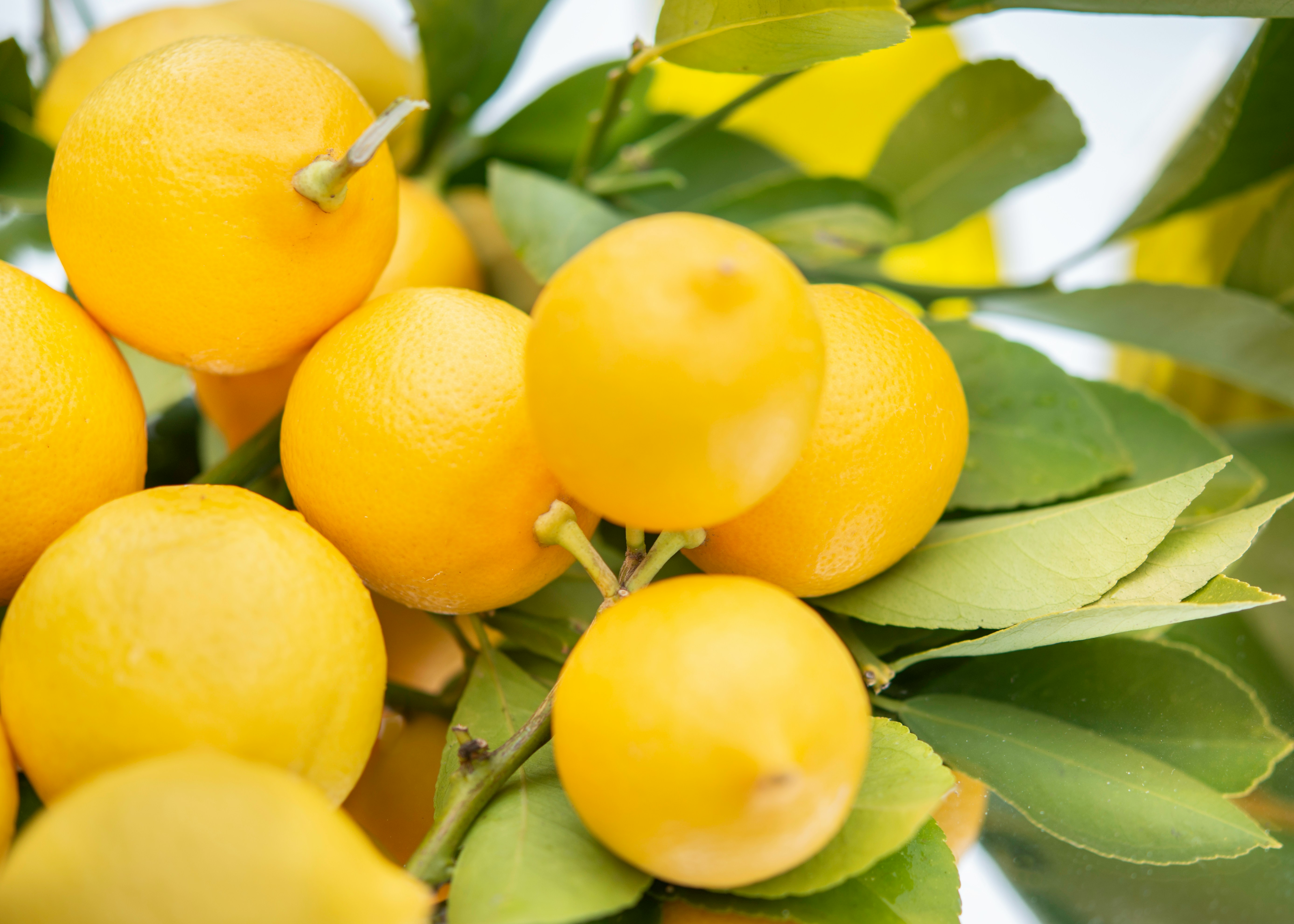 Citrus